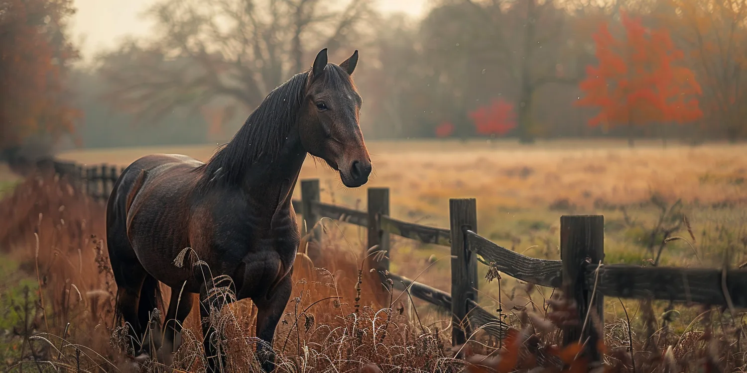 Co zrobić po śmierci psa lub kota?