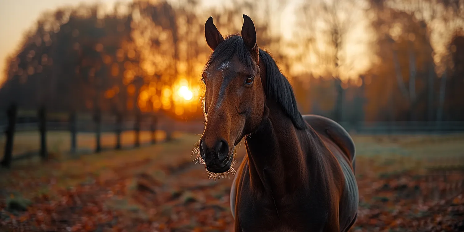 jak-dziala-profesjonalne-krematorium-dla-zwierzat-1
